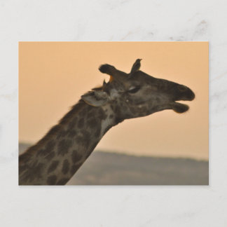 Giraffe with a bird Postcard