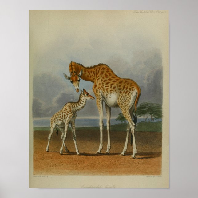 Giraffe with Calf Vintage Print African Savanna (Front)