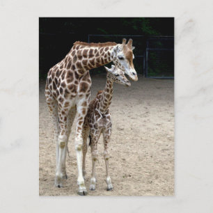 Giraffe with child postcard
