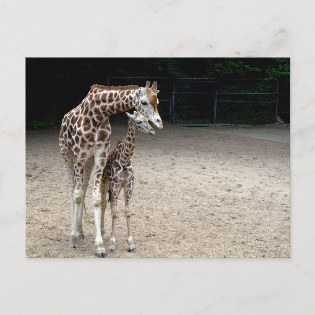 Giraffe with child postcard (Front)