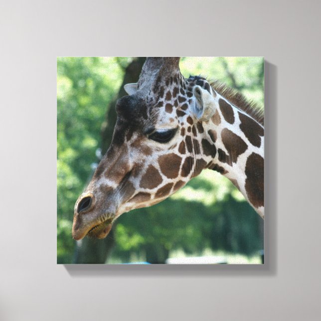 Giraffe Wrapped Canvas (Front)