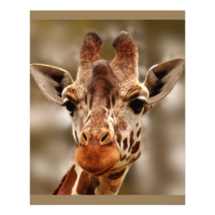 Giraffe Zoo Animal Portrait Wild Photo Print