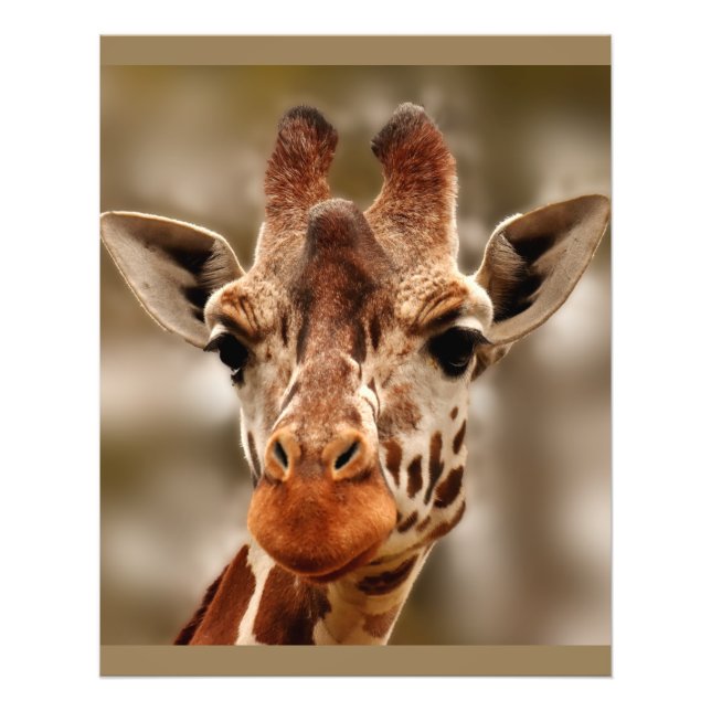 Giraffe Zoo Animal Portrait Wild Photo Print (Front)
