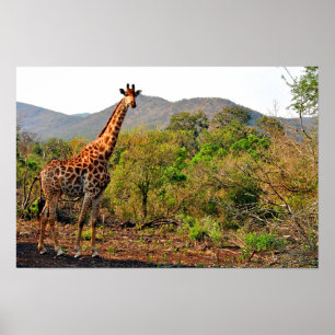 Giraffe Zulu Nyala Game Reserve South Africa Poster
