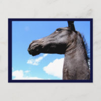 Giraffed Horse Postcards