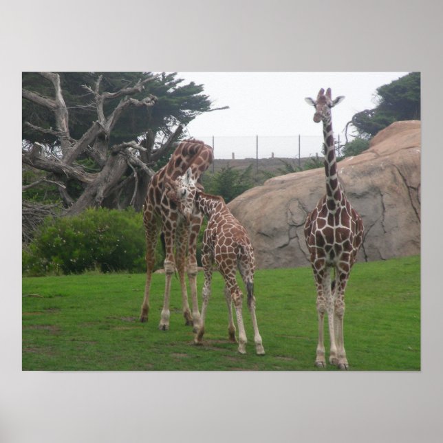 giraffes 006 canvas poster (Front)