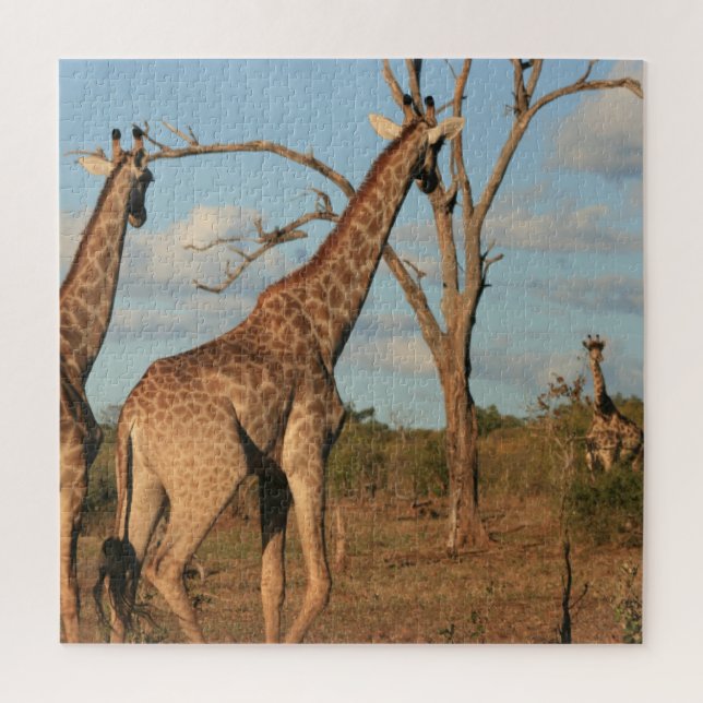Giraffes 20" x 20" Jigsaw Puzzle (Vertical)