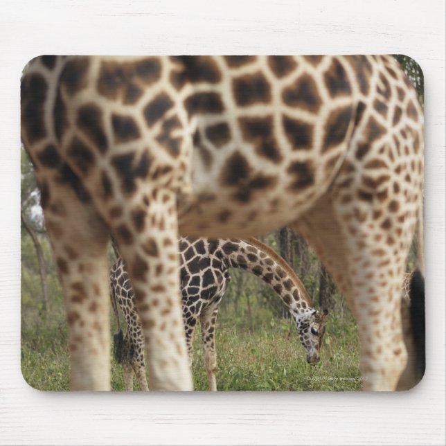 Giraffes 2 mouse mat (Front)