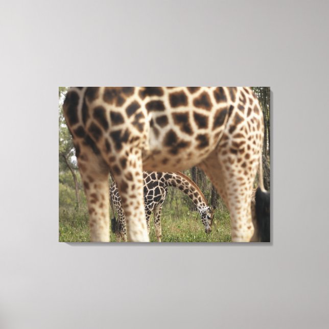 Giraffes 4 canvas print (Front)