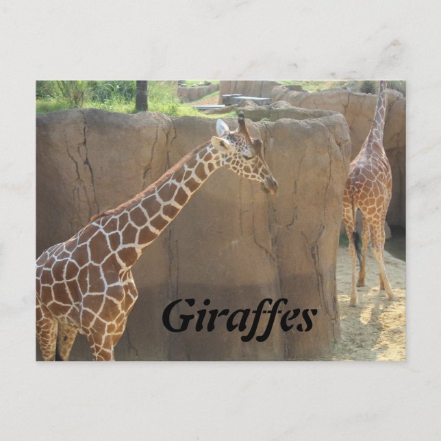 Giraffes # 6 postcard (Front)