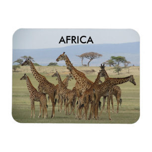 giraffes africa magnet