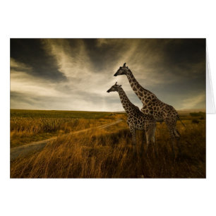 Giraffes and The Landscape