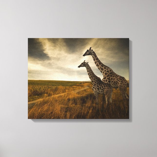 Giraffes and The Landscape Canvas Print (Front)