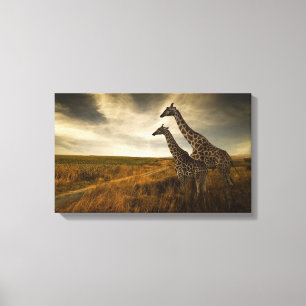 Giraffes and The Landscape Canvas Print