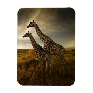 Giraffes and The Landscape Magnet