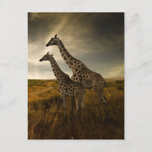 Giraffes and The Landscape Postcard