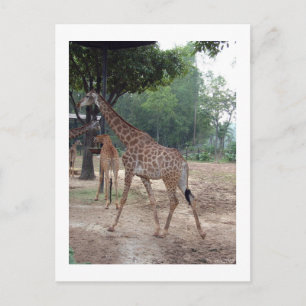 giraffes and trees postcard