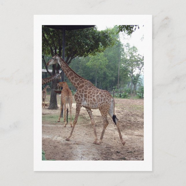 giraffes and trees postcard (Front)