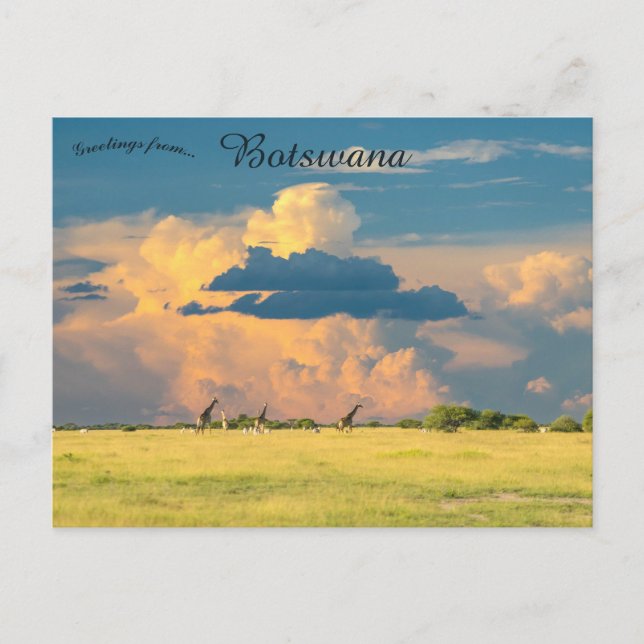 Giraffes at Sunset in Botswana Postcard (Front)