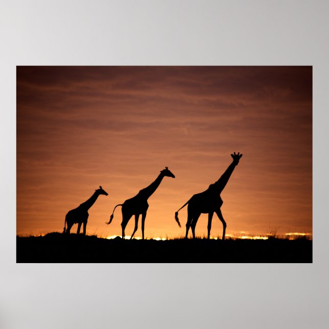 Giraffes at Sunset Poster (Front)