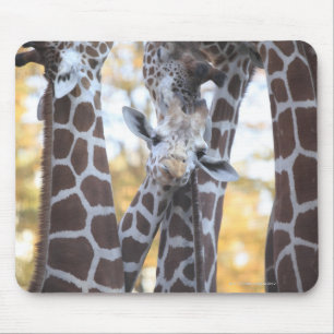 Giraffes at Tama Zoo, Tama Zoo, Tokyo Mouse Mat