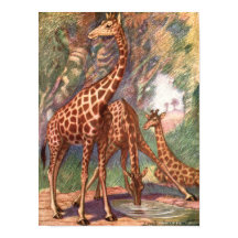 Giraffes by Louis Sargent, Vintage African Animals