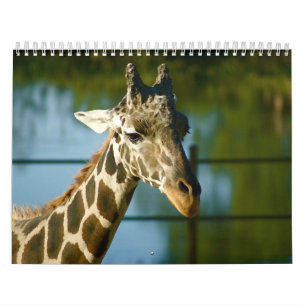 Giraffes Calendar