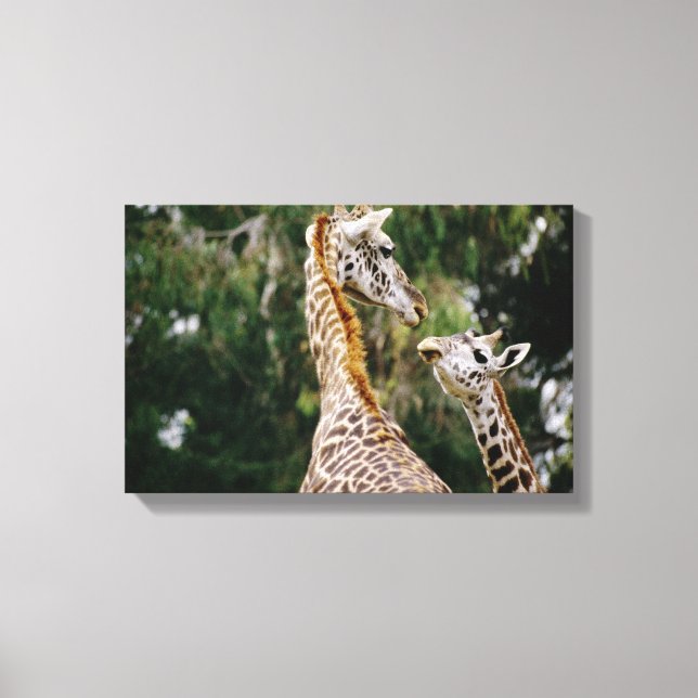 Giraffes Canvas Print (Front)