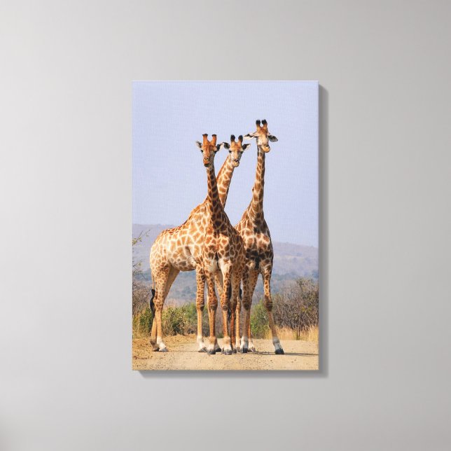 Giraffes Canvas Print (Front)