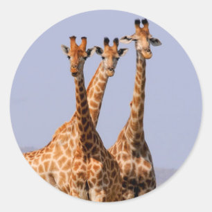 Giraffes Classic Round Sticker
