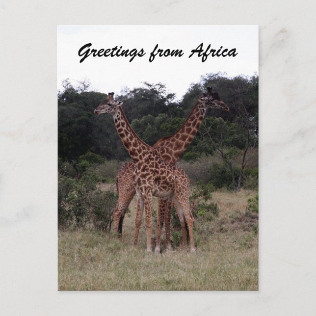 giraffes crossed up postcard (Front)