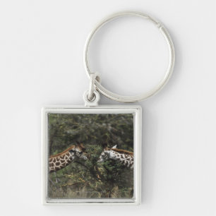 Giraffes Feeding On Acacia Branch, Africa Key Ring