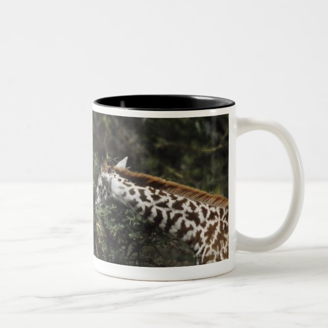 Giraffes Feeding On Acacia Branch, Africa Two-Tone Coffee Mug (Right)