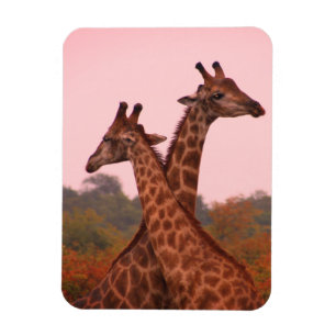 Giraffes Flexible Photo Magnet