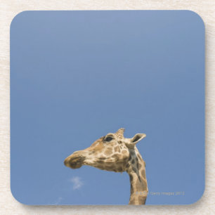Giraffe's head coaster