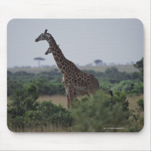 Giraffes in Africa Mouse Mat