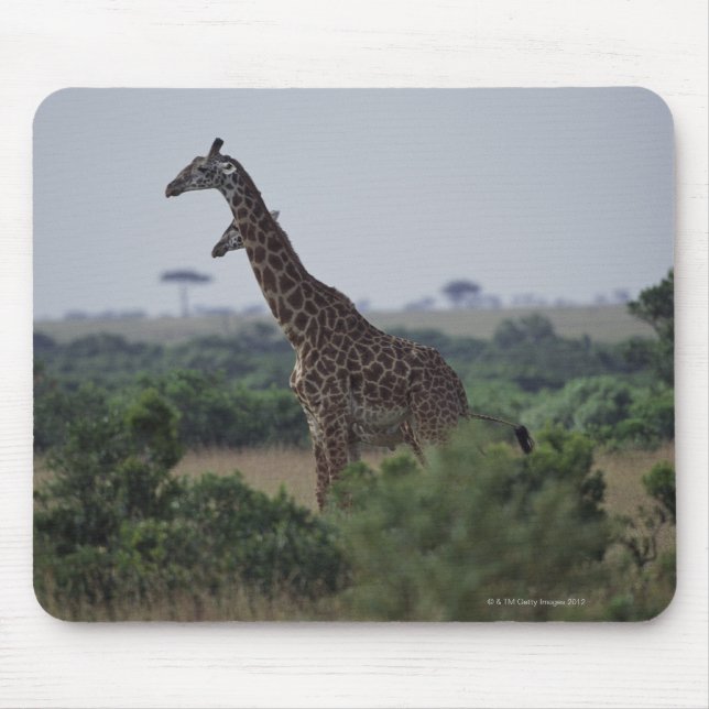 Giraffes in Africa Mouse Mat (Front)