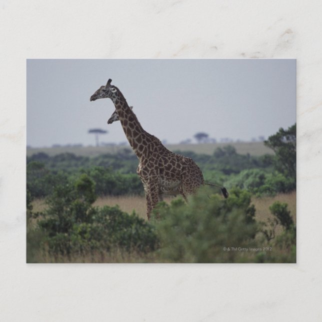 Giraffes in Africa Postcard (Front)