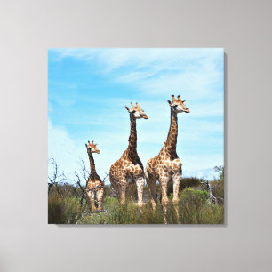 Giraffes in Endless Vista Canvas Print