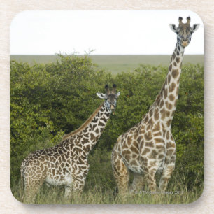 Giraffes in Kenya, Africa 2 Coaster