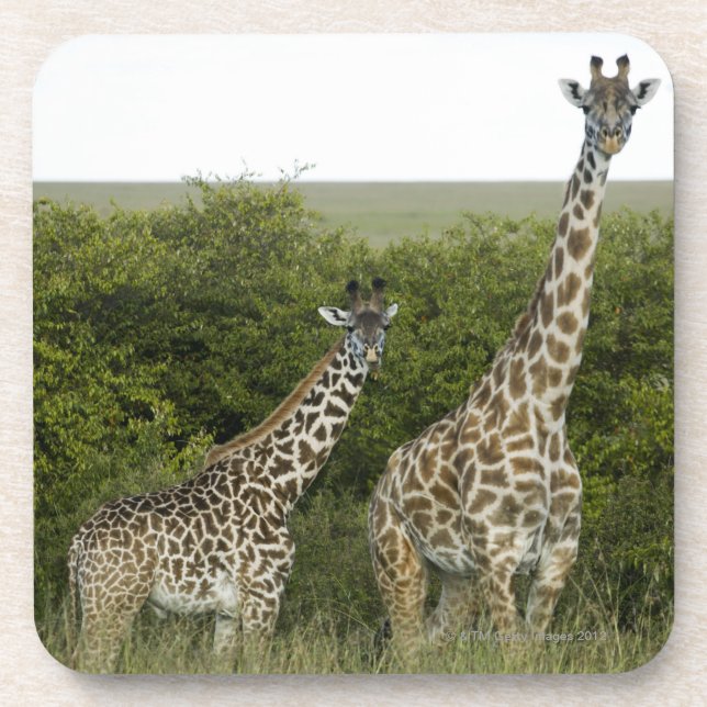 Giraffes in Kenya, Africa 2 Coaster (Front)