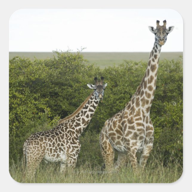 Giraffes in Kenya, Africa 2 Square Sticker (Front)