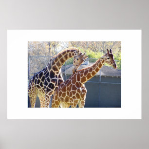 Giraffes in Love Poster