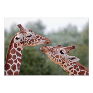 Giraffes in Love Print