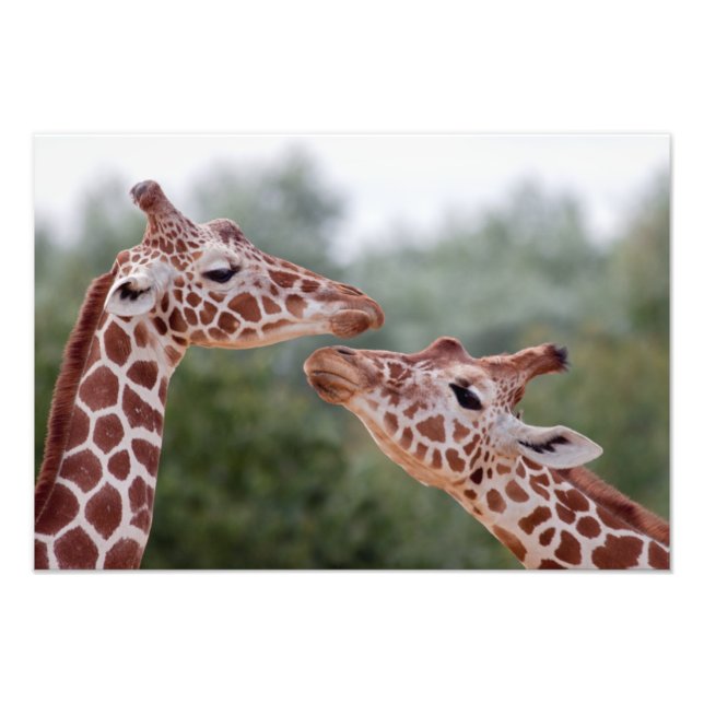 Giraffes in Love Print (Front)