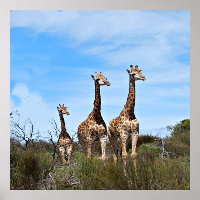 Giraffes in Skyward Stillness Poster (Front)