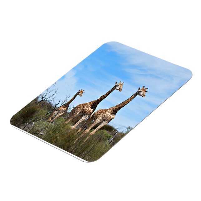 Giraffes in Soft Savannah Light Magnet (Left Side)