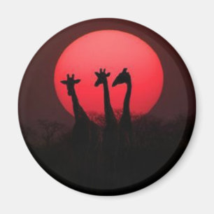 Giraffes Magnet