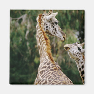 Giraffes Magnet