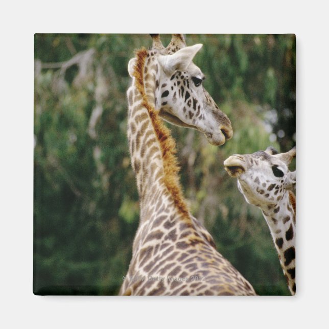 Giraffes Magnet (Front)